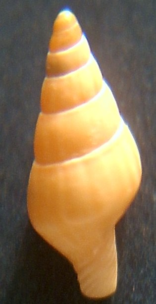 Mitrella minor